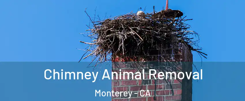  Chimney Animal Removal Monterey - CA